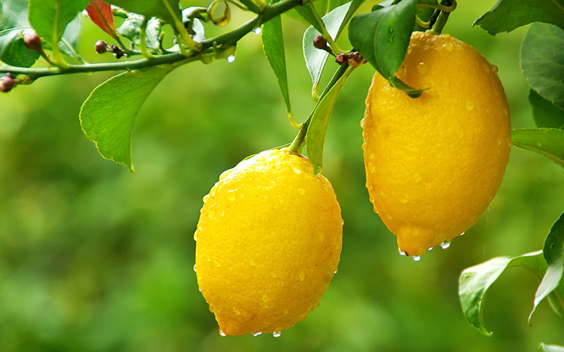 LEMON TREES FOR SALE FORT MYERS