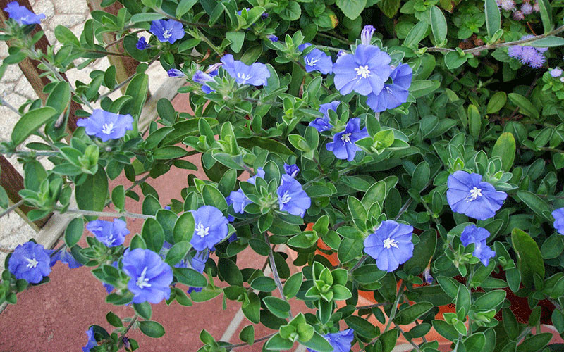 LANDSCAPERS FORT MYERS