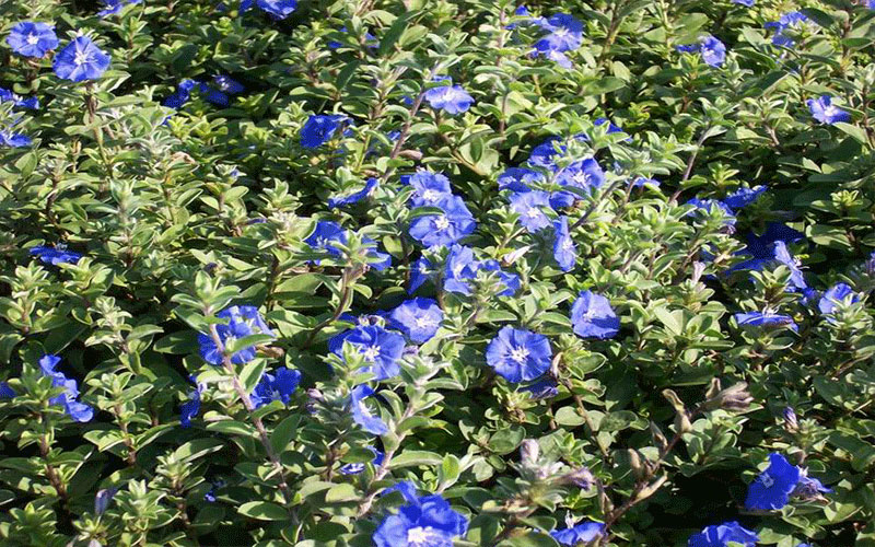 GARDEN CENTER FORT MYERS