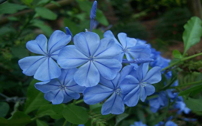 LANDSCAPERS FORT MYERS