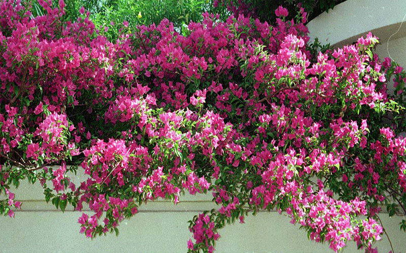 GARDEN CENTER FORT MYERS
