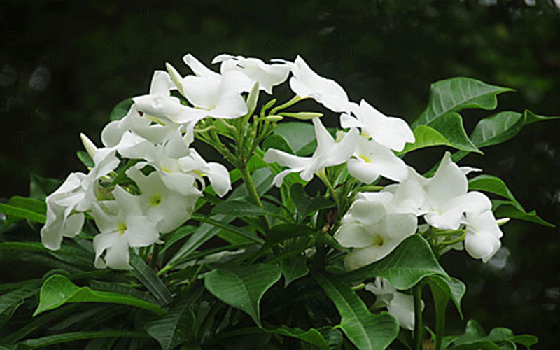 LANDSCAPERS FORT MYERS