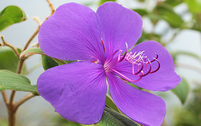 LANDSCAPERS FORT MYERS