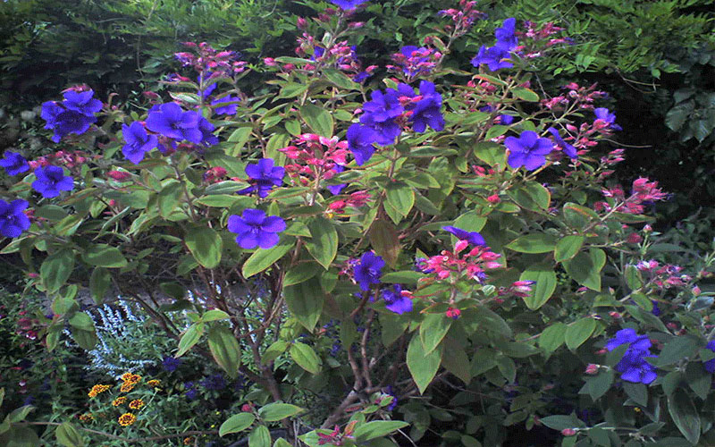 GARDEN CENTER FORT MYERS