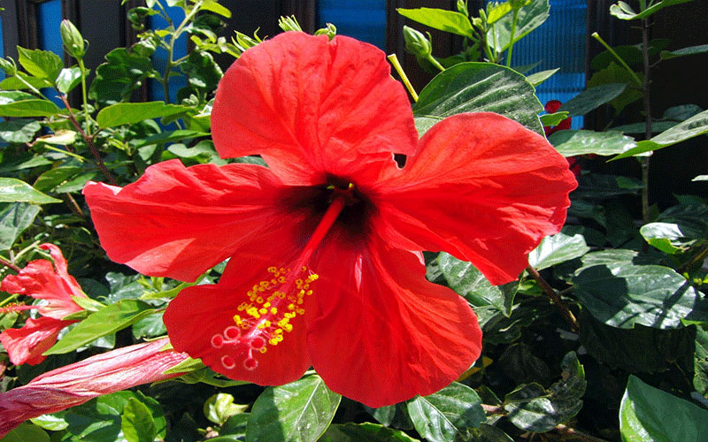LANDSCAPERS FORT MYERS