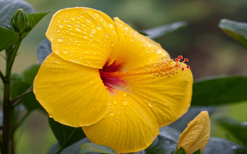 GARDEN CENTER FORT MYERS