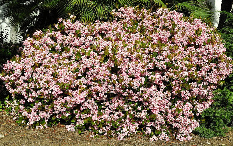 LANDSCAPERS FORT MYERS