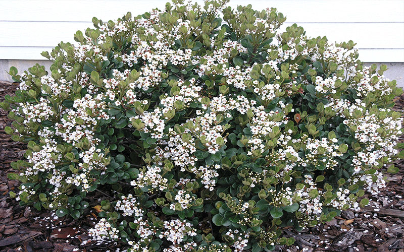 GARDEN CENTER FORT MYERS