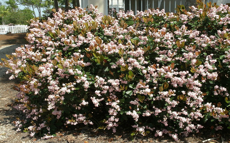 GARDEN CENTER FORT MYERS