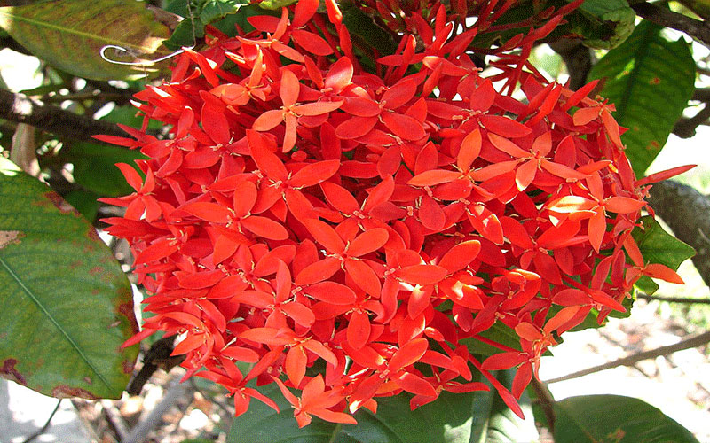 GARDEN CENTER FORT MYERS