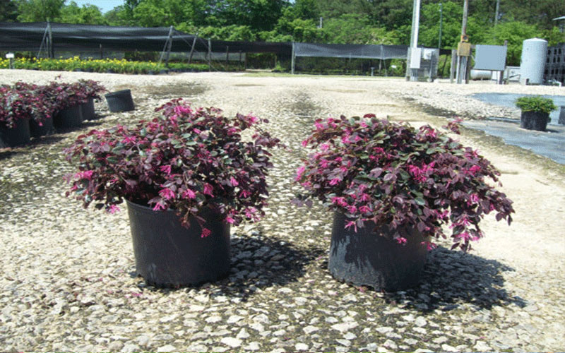 GARDEN CENTER FORT MYERS