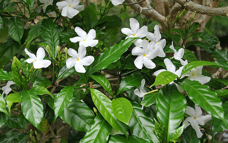 LANDSCAPERS FORT MYERS
