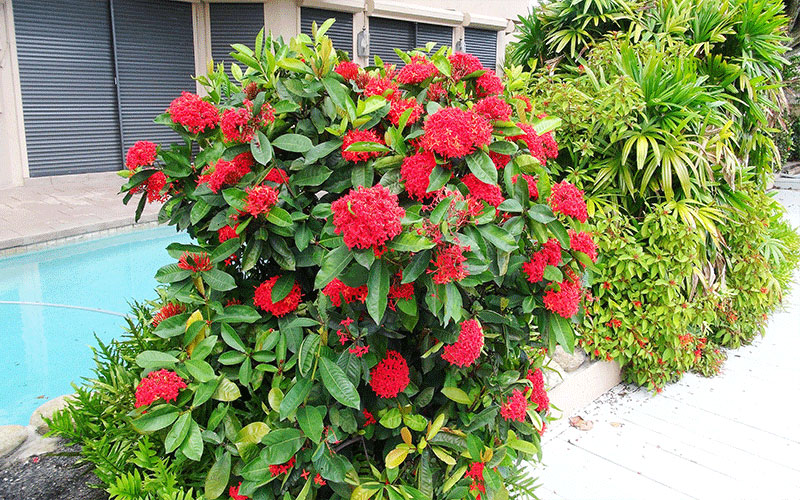 GARDEN CENTER FORT MYERS