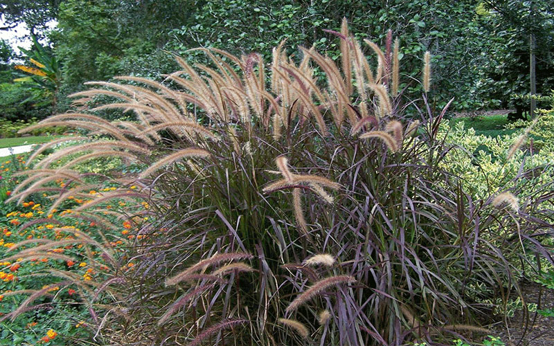 GARDEN CENTER FORT MYERS