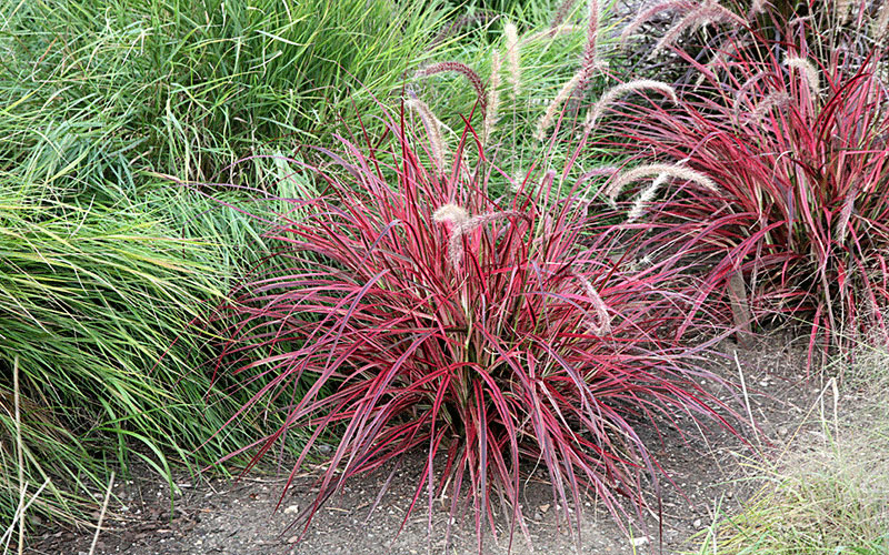 GARDEN CENTER FORT MYERS