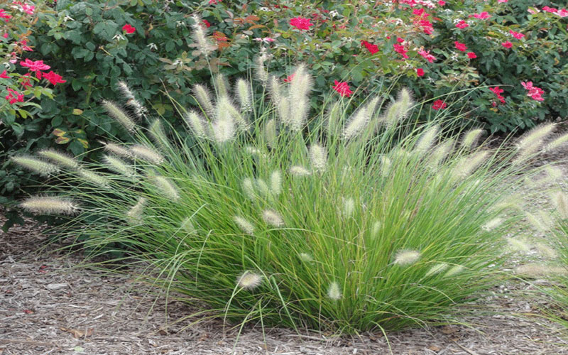 GARDEN CENTER FORT MYERS