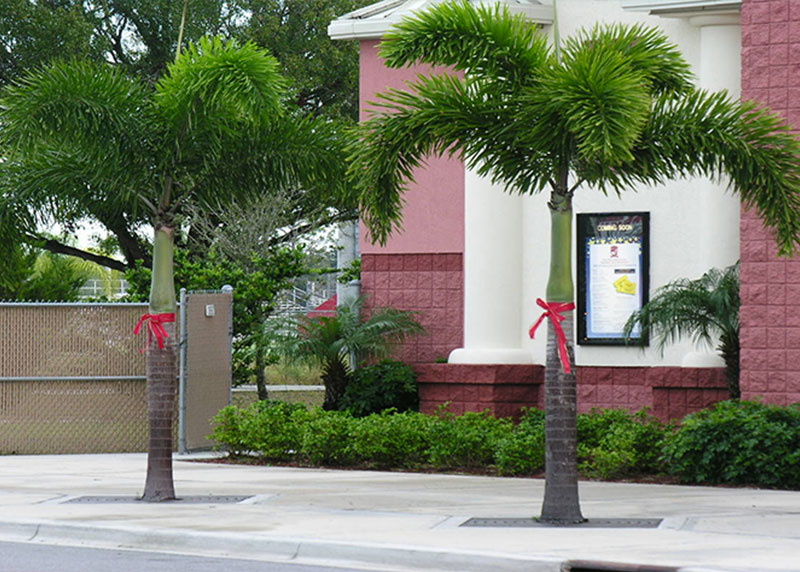 PALM TREE NURSERY FORT MYERS
