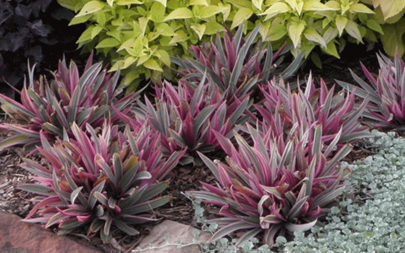 GARDEN CENTER FORT MYERS