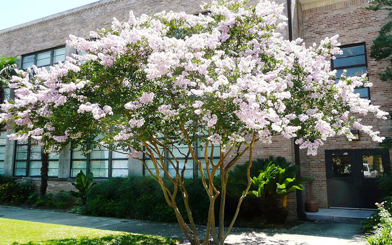 TREE NURSERY FORT MYERS
