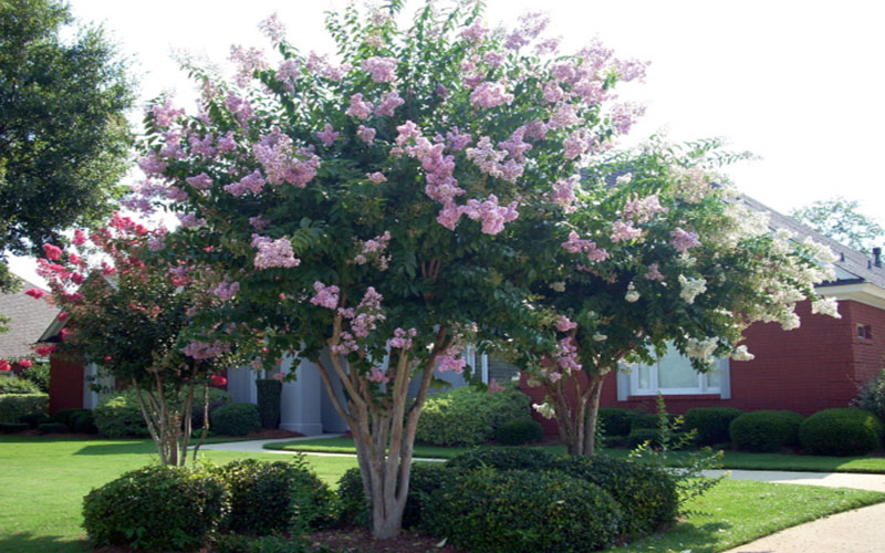 GARDEN CENTER FORT MYERS