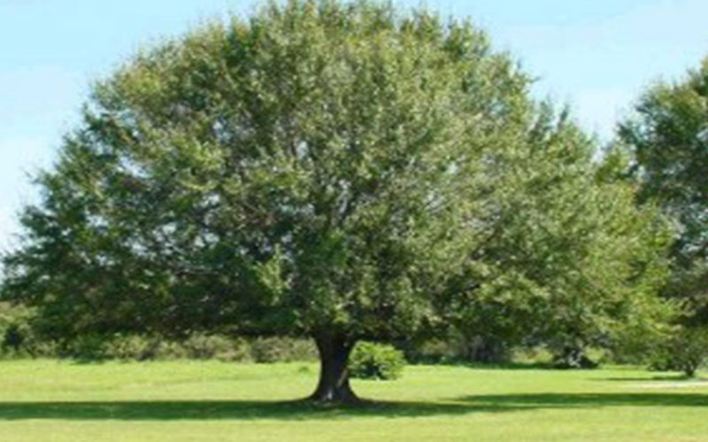 GARDEN CENTER FORT MYERS