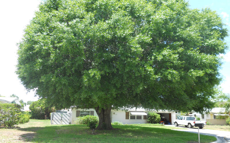 GARDEN CENTER FORT MYERS
