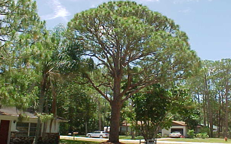 GARDEN CENTER FORT MYERS