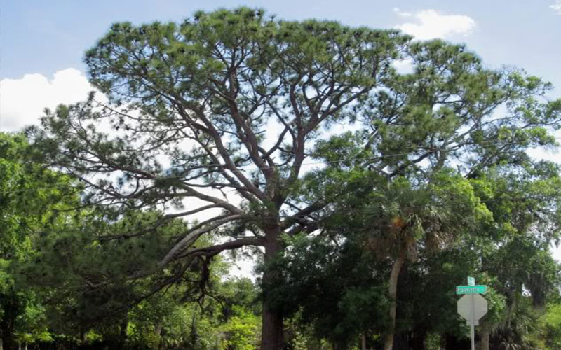 GARDEN CENTER FORT MYERS