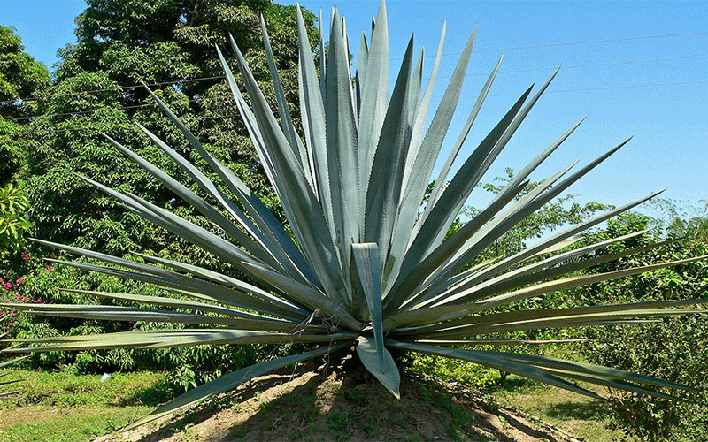 LANDSCAPE SHRUBS FORT MYERS