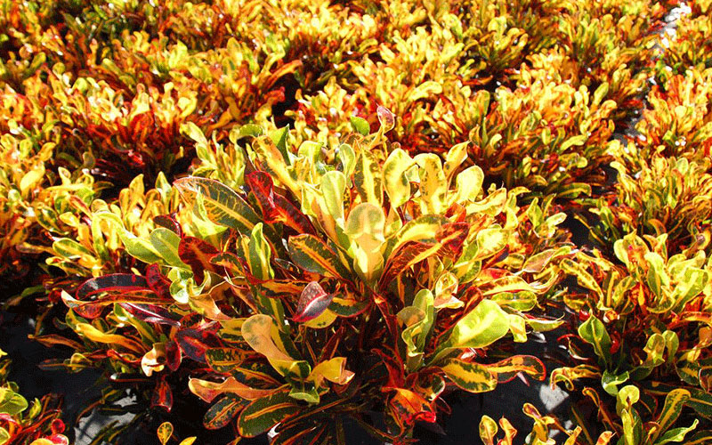 LANDSCAPE SHRUBS FORT MYERS