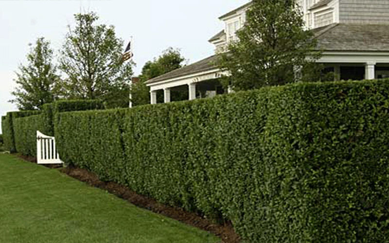 LANDSCAPE SHRUBS FORT MYERS
