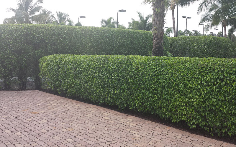 GARDEN CENTER FORT MYERS