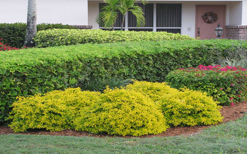 LANDSCAPE SHRUBS FORT MYERS