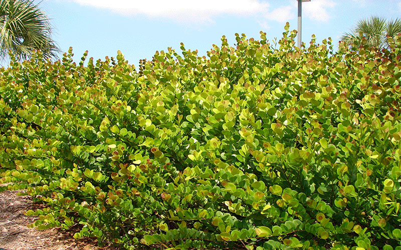 GARDEN CENTER FORT MYERS