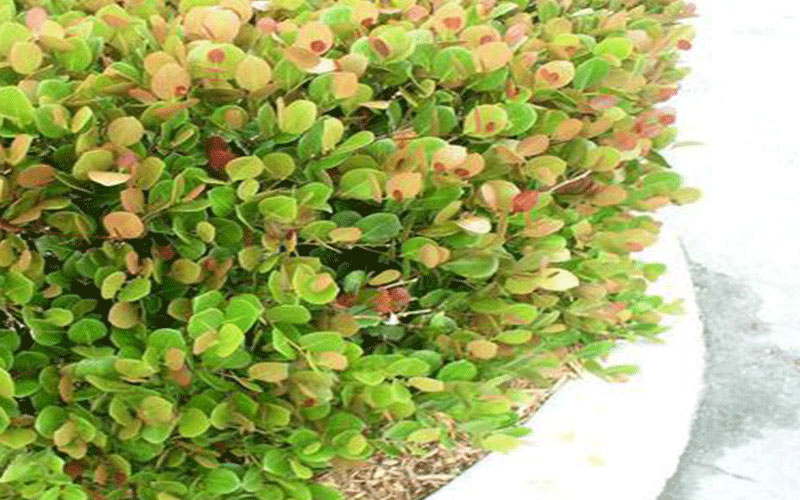 GARDEN CENTER FORT MYERS