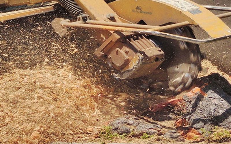STUMP REMOVAL FORT MYERS