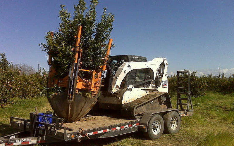 TREE RELOCATION FORT MYERS
