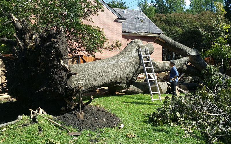 TREE REMOVAL COMPANY FORT MYERS