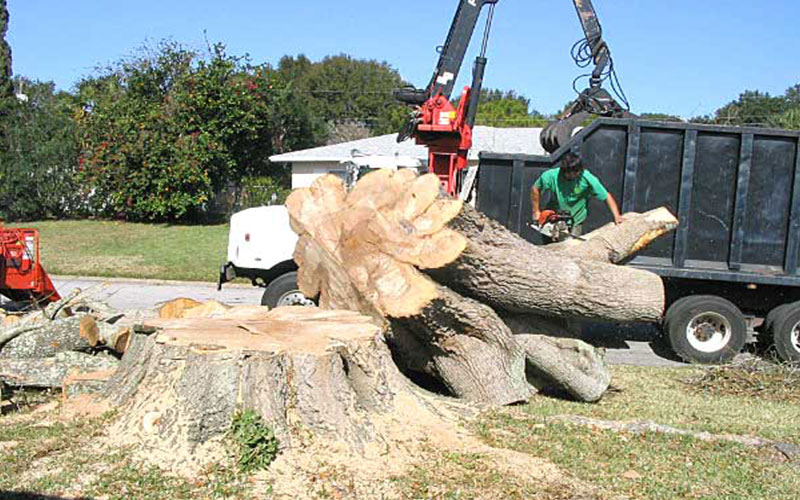 TREE REMOVAL COMPANY FORT MYERS