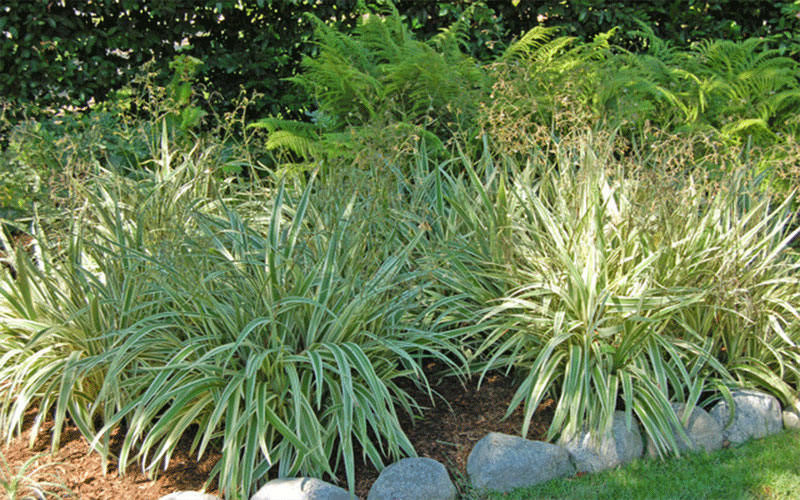 GARDEN CENTER FORT MYERS