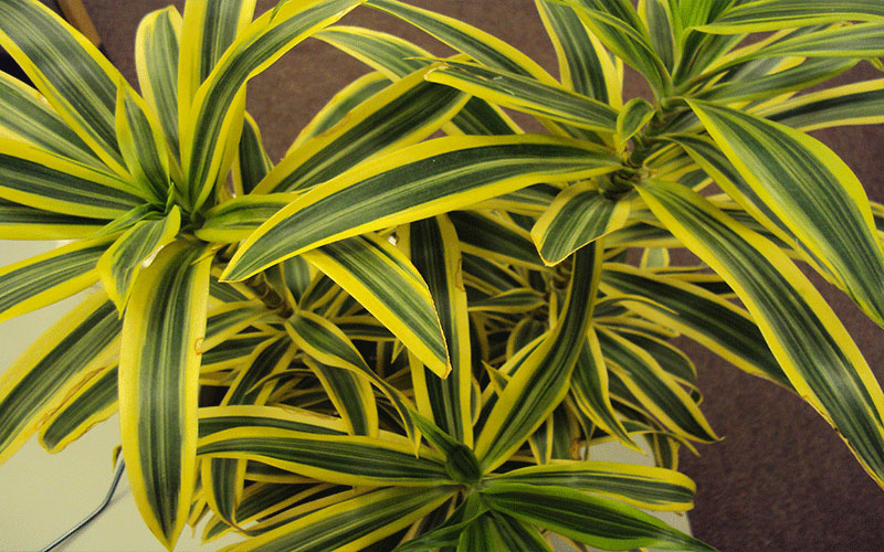 GARDEN CENTER FORT MYERS