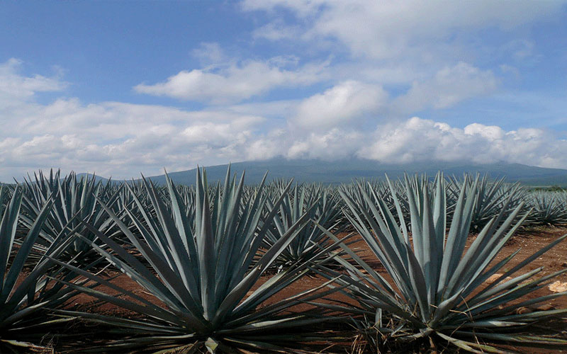 GARDEN CENTER FORT MYERS