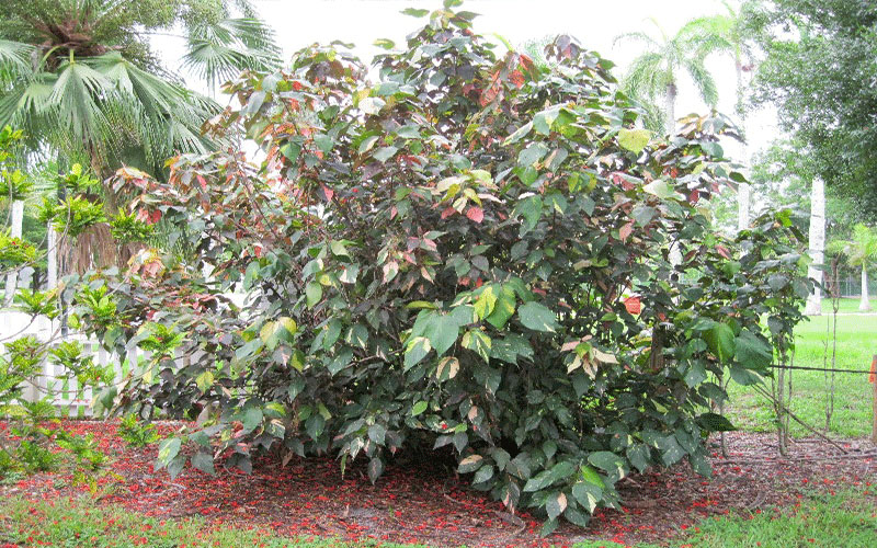 GARDEN CENTER FORT MYERS